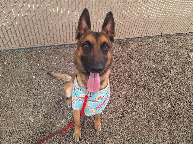 KAYSER, Adoptable, Young Male Belgian Shepherd / Malinois & Mixed Breed.