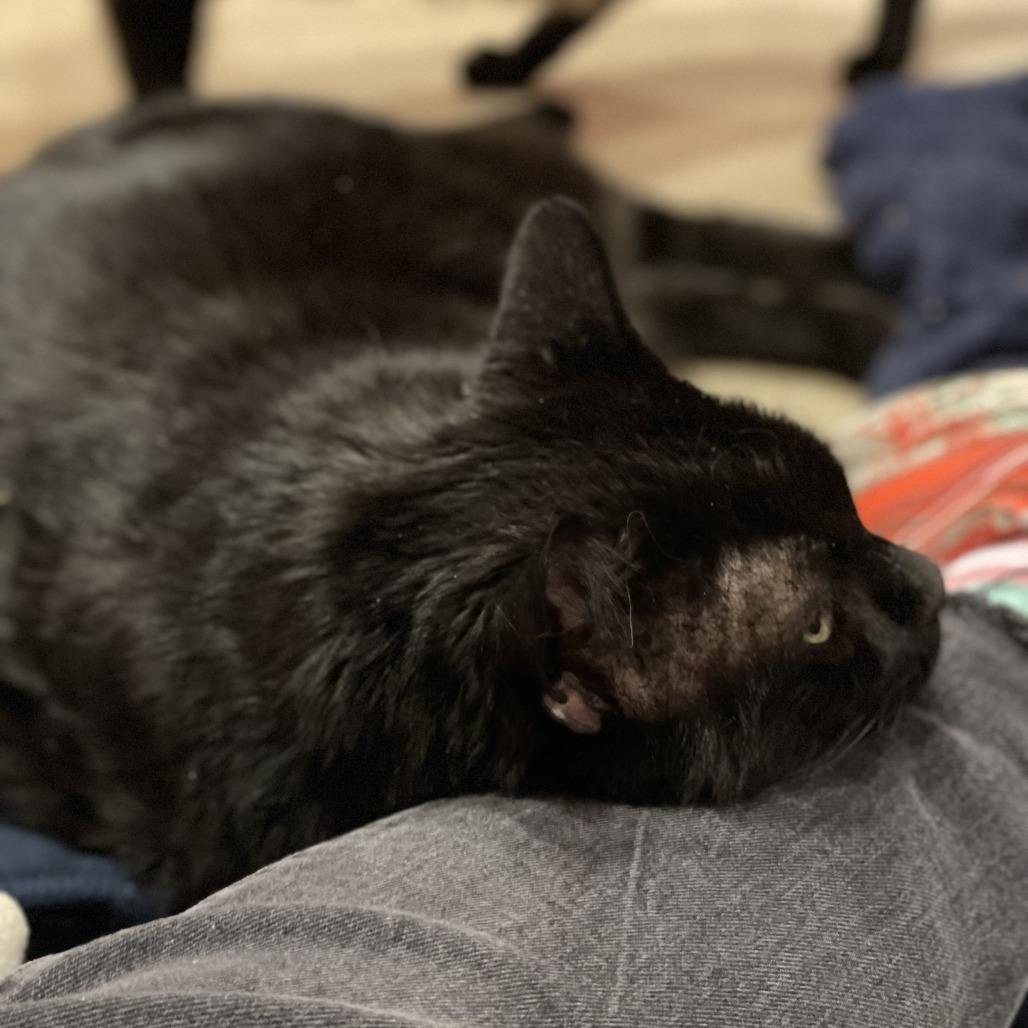 Enlarge Sleepy, a Adoptable mixed breed in South Burlington, VT image 1/6