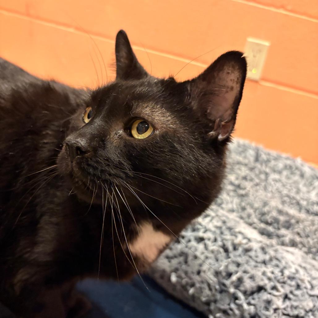 Enlarge Sleepy, a Adoptable mixed breed in South Burlington, VT image 2/6