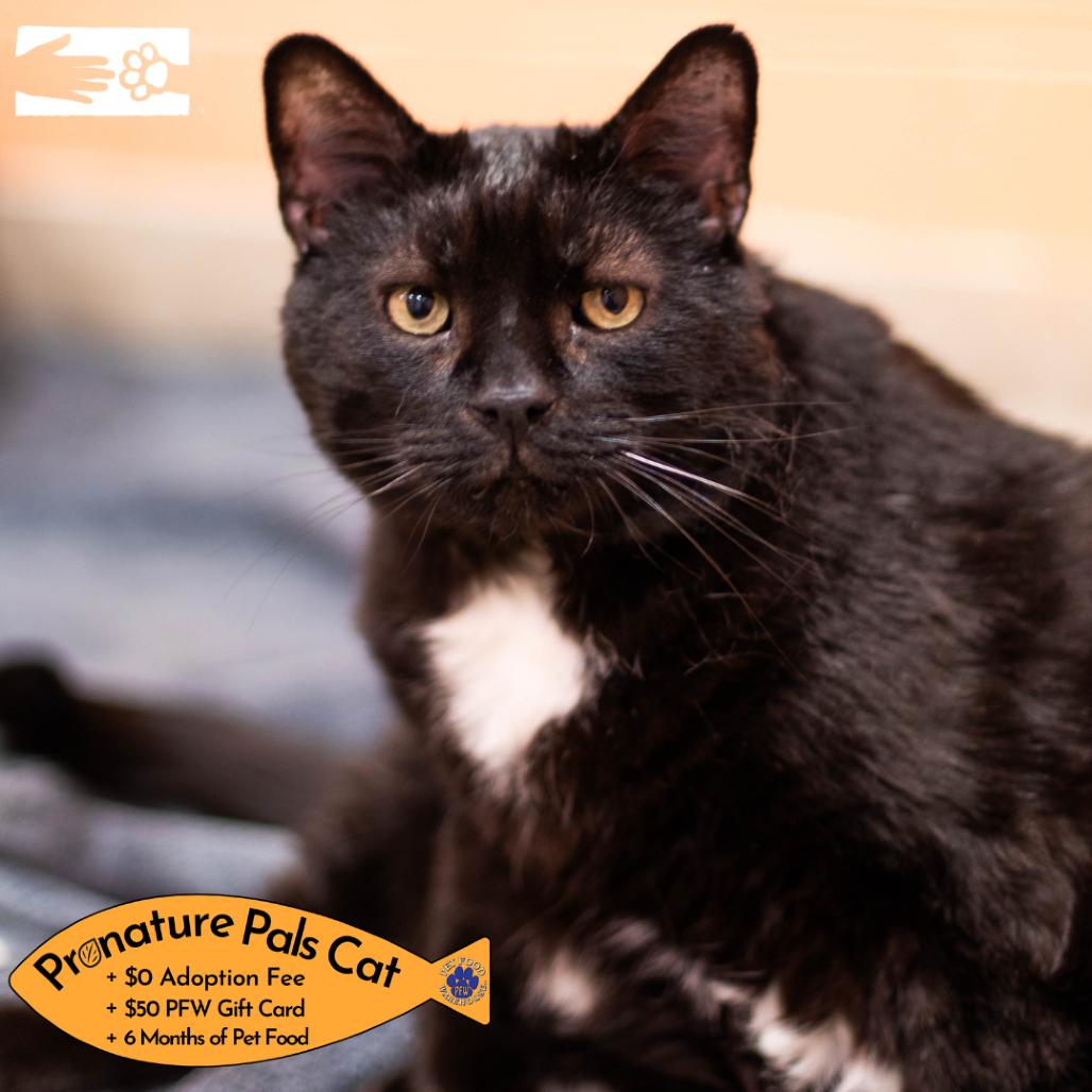 Enlarge Sleepy, a Adoptable mixed breed in South Burlington, VT image 3/6