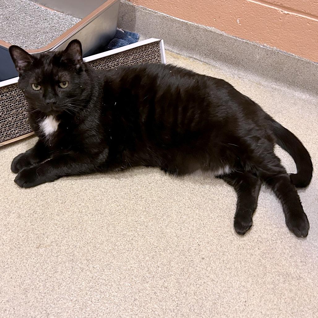 Enlarge Sleepy, a Adoptable mixed breed in South Burlington, VT image 4/6
