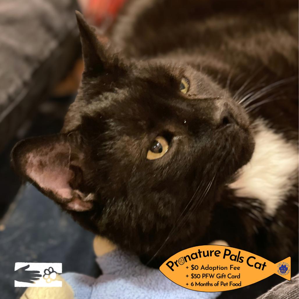 Enlarge Sleepy, a Adoptable mixed breed in South Burlington, VT image 6/6