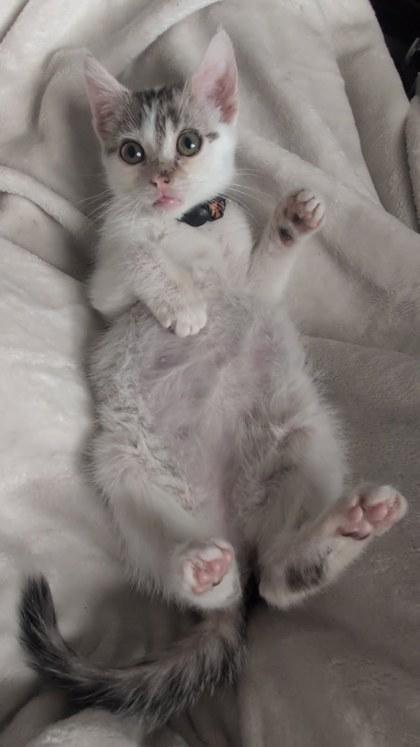 Ms. Dill Pickle, Adoptable, Young Female Domestic Short Hair & Domestic Short Hair.
