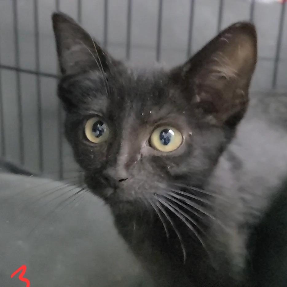Enlarge Tiramisu, a Adoptable Domestic Short Hair in Russellville, KY image 1/1