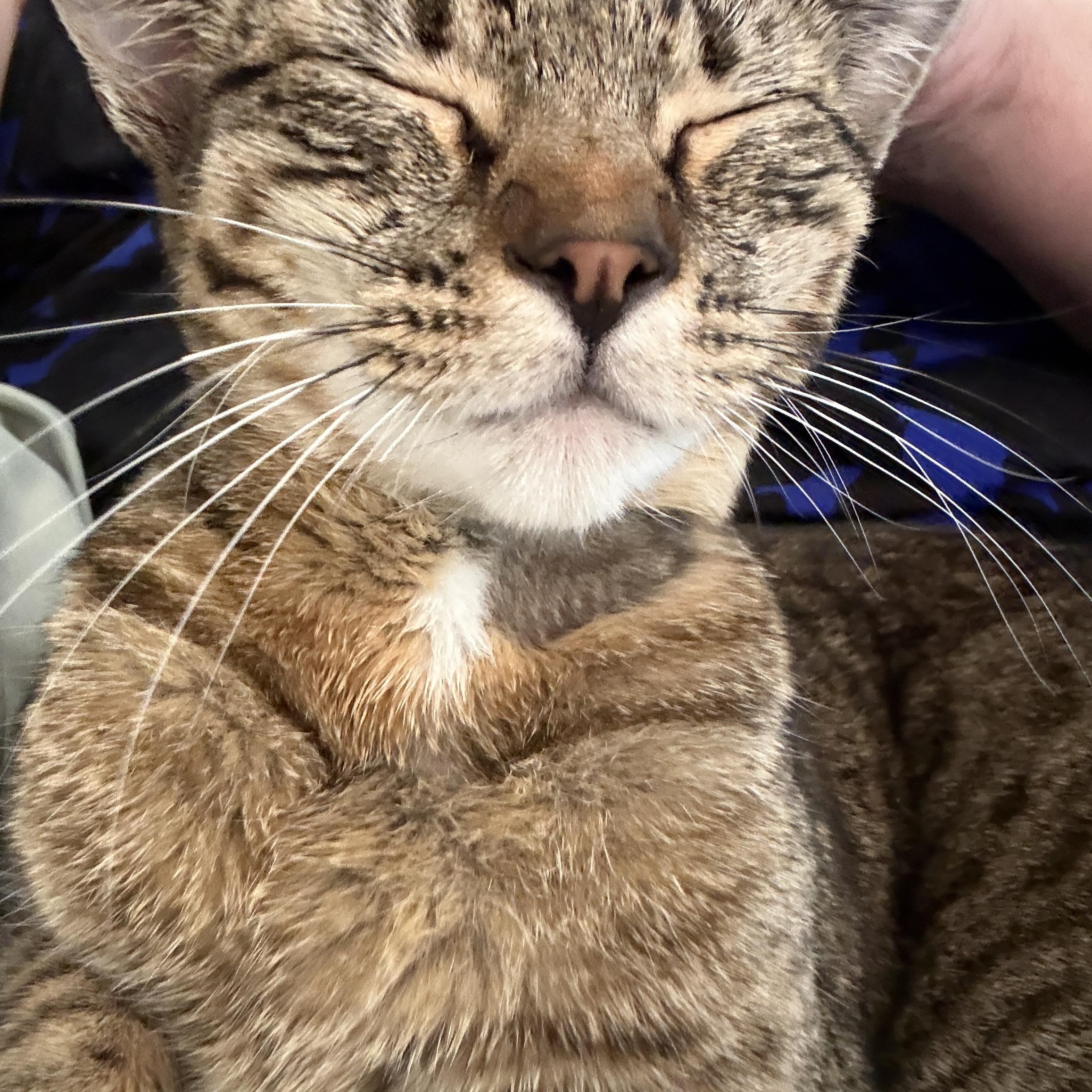 Sarina, Adoptable, Adult Female Domestic Short Hair.