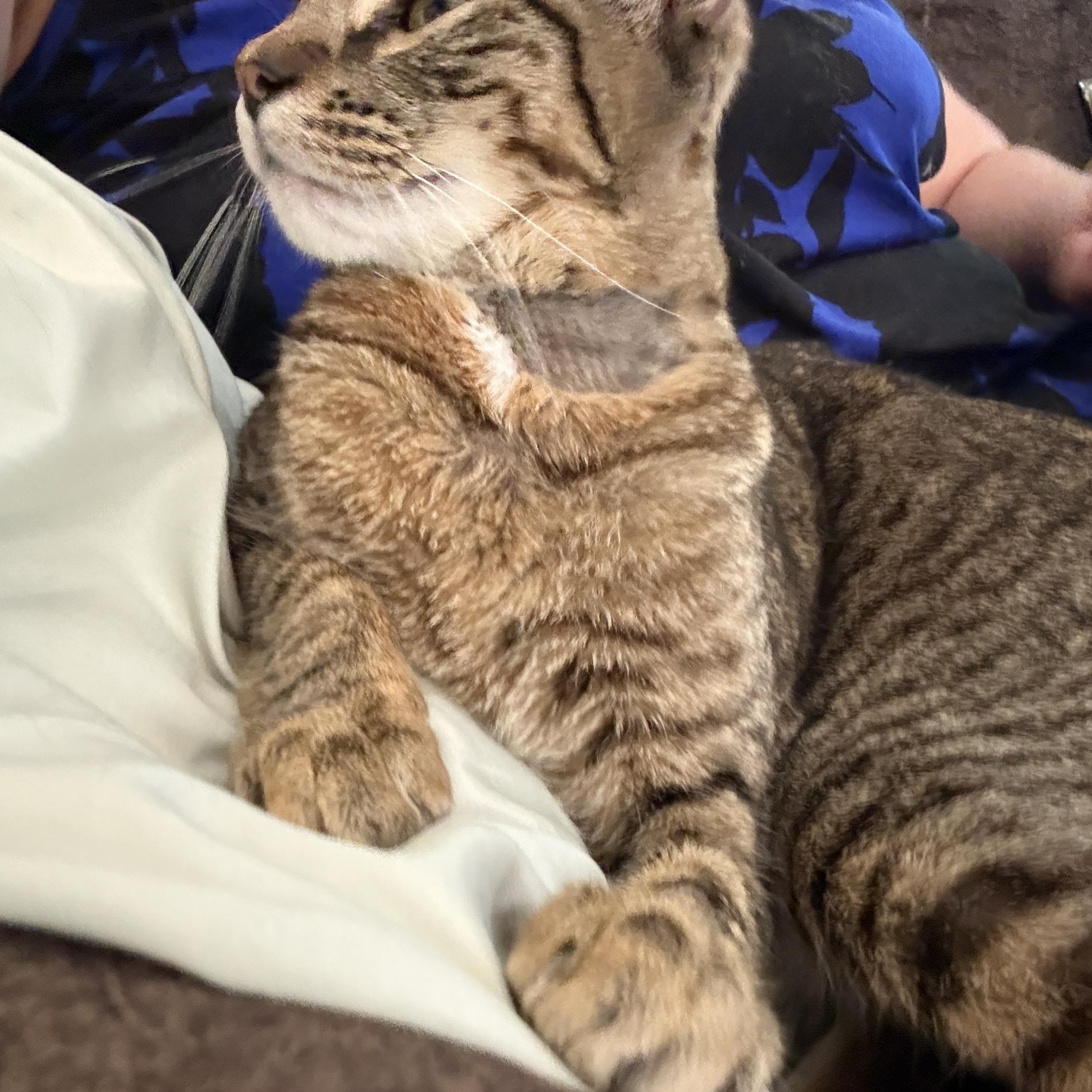 Enlarge Sarina, a Adoptable Domestic Short Hair in Oceanside, CA image 2/3