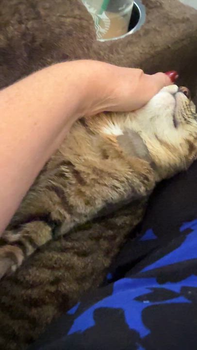Enlarge Sarina, a Adoptable Domestic Short Hair in Oceanside, CA video 3/3