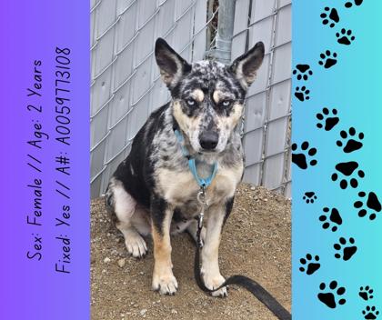 Garnet, Adoptable, Adult Female Catahoula Leopard Dog & Mixed Breed.