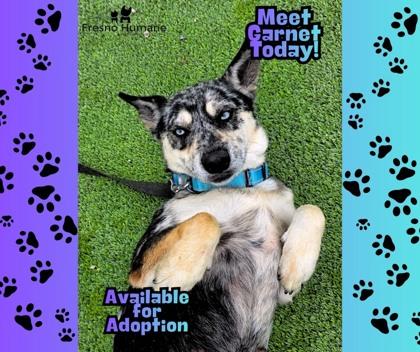 Garnet, a Adoptable mixed breed in Fresno, CA image 2/3