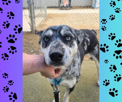 Garnet, a Adoptable mixed breed in Fresno, CA image 3/3