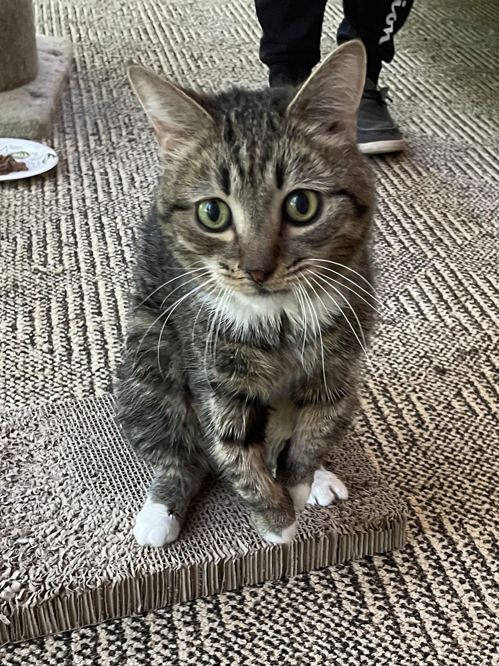 Percy, a Adoptable Domestic Short Hair in Lutherville, MD image 1/2