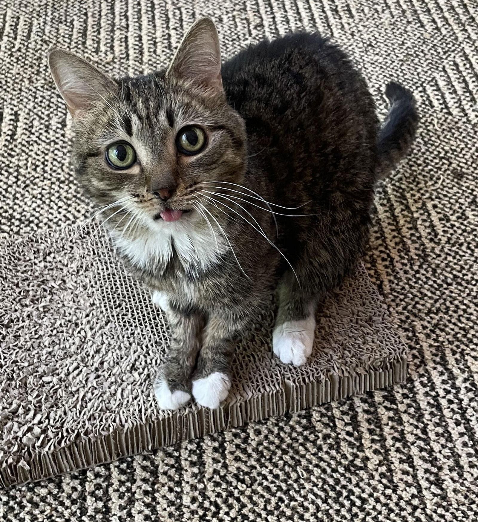 Percy, a Adoptable Domestic Short Hair in Lutherville, MD image 2/2