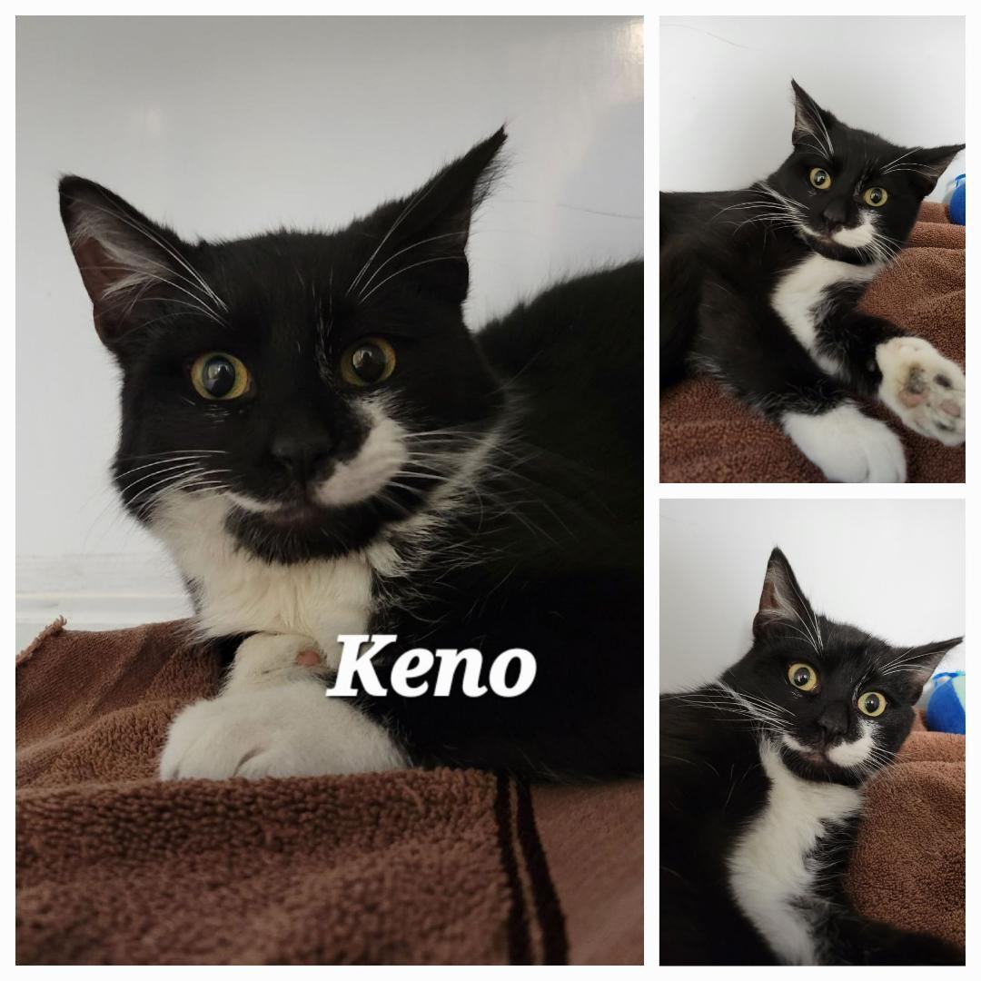 Keno, a Adoptable Domestic Short Hair in Mazon, IL image 2/3