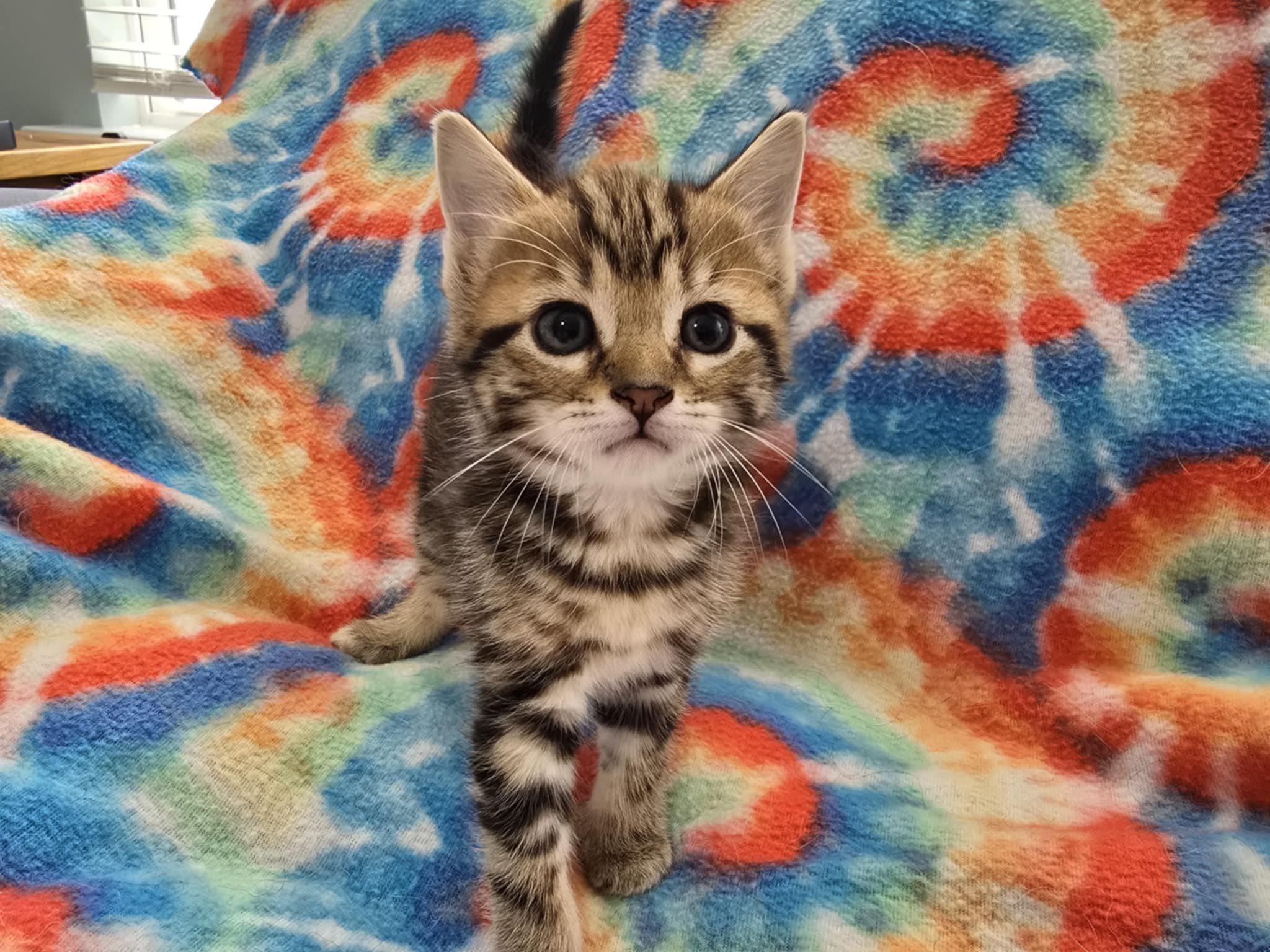 Enlarge Penny, a Adopted Domestic Short Hair in Moncks Corner, SC image 1/1