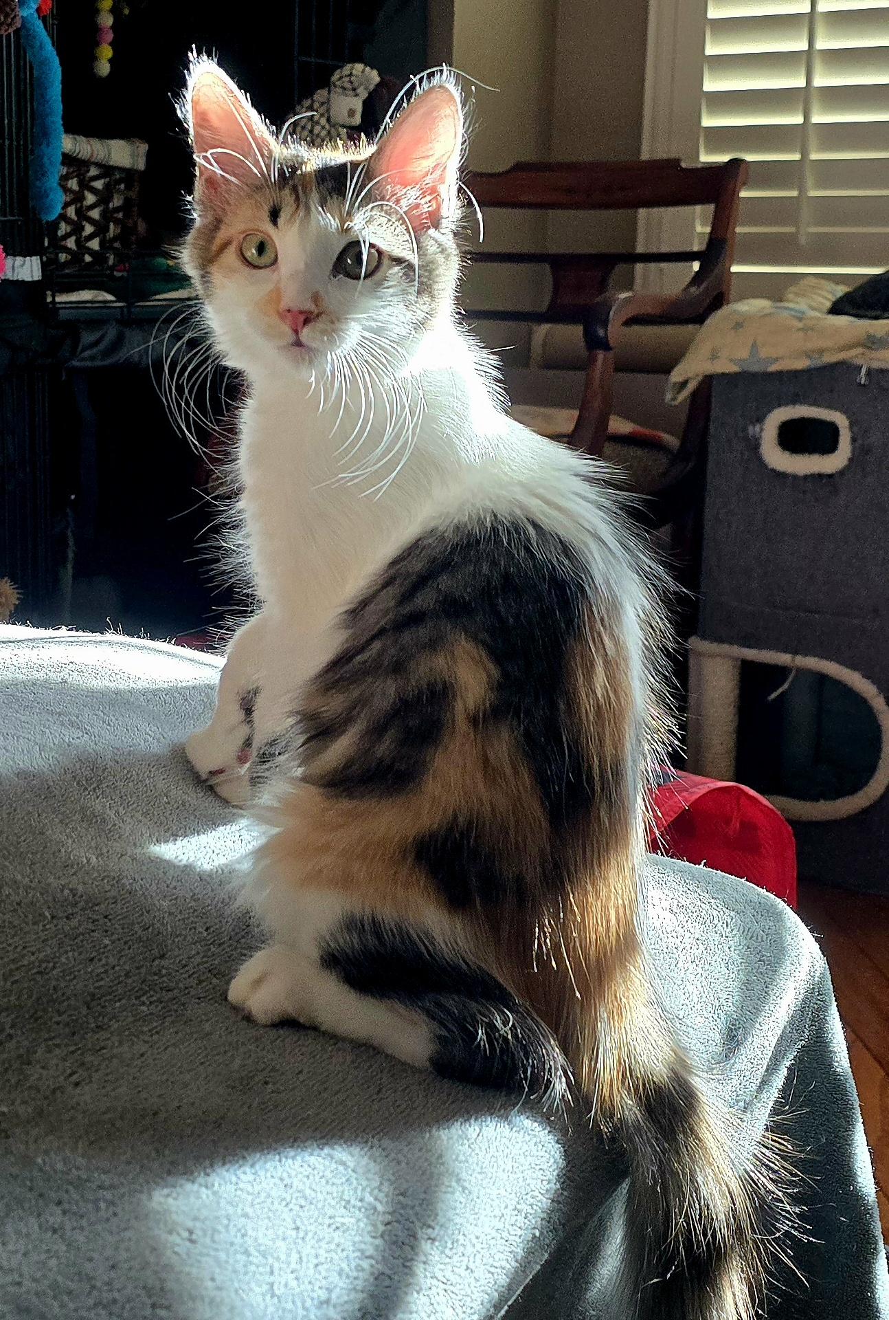 Enlarge CALLIE -  November ONLY 35% Off Adoption Fee & 25+ kittens to choose from!, a Adoptable Calico in PHOENIX, AZ image 4/6