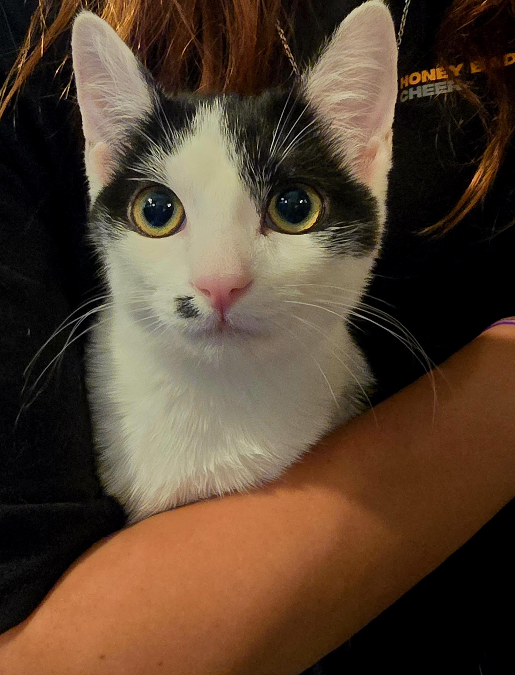 Enlarge CALLIE -  November ONLY 35% Off Adoption Fee & 25+ kittens to choose from!, a Adoptable Calico in PHOENIX, AZ image 6/6