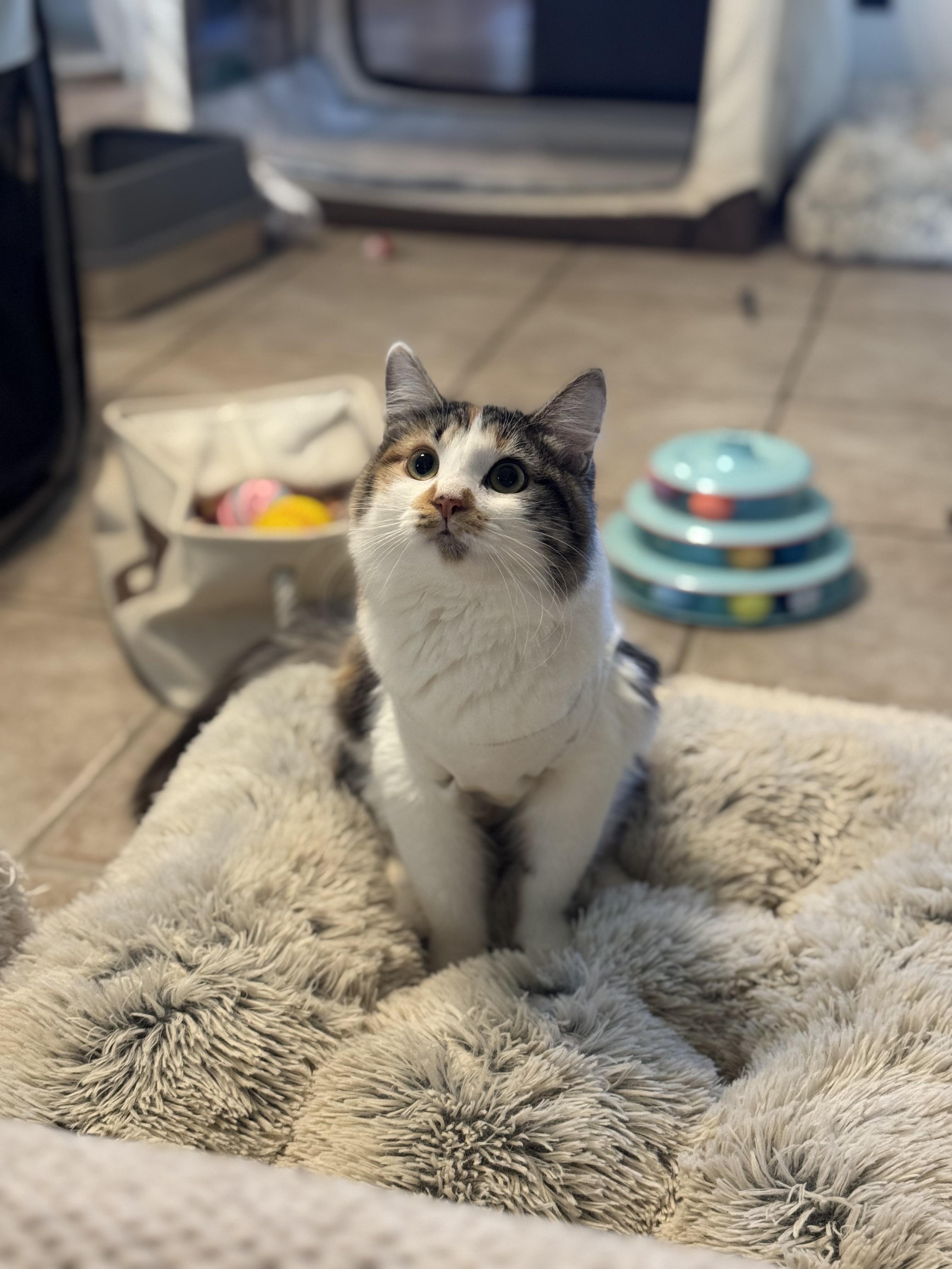 CALLIE -  November ONLY 35% Off Adoption Fee & 25+ kittens to choose from!, Adoptable, Young Female Calico.