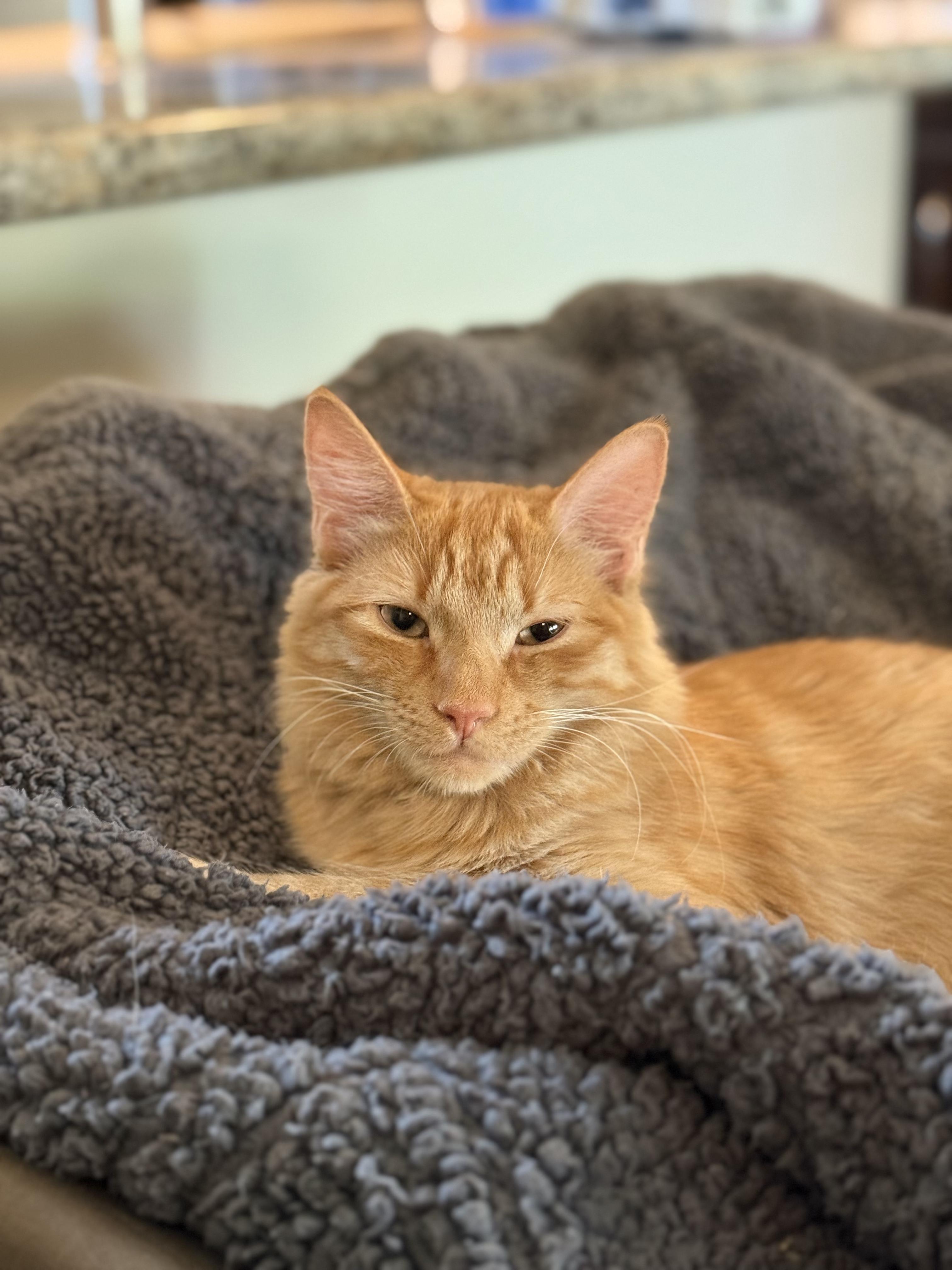 Enlarge CALLIE -  November ONLY 35% Off Adoption Fee & 25+ kittens to choose from!, a Adoptable Calico in PHOENIX, AZ image 5/6