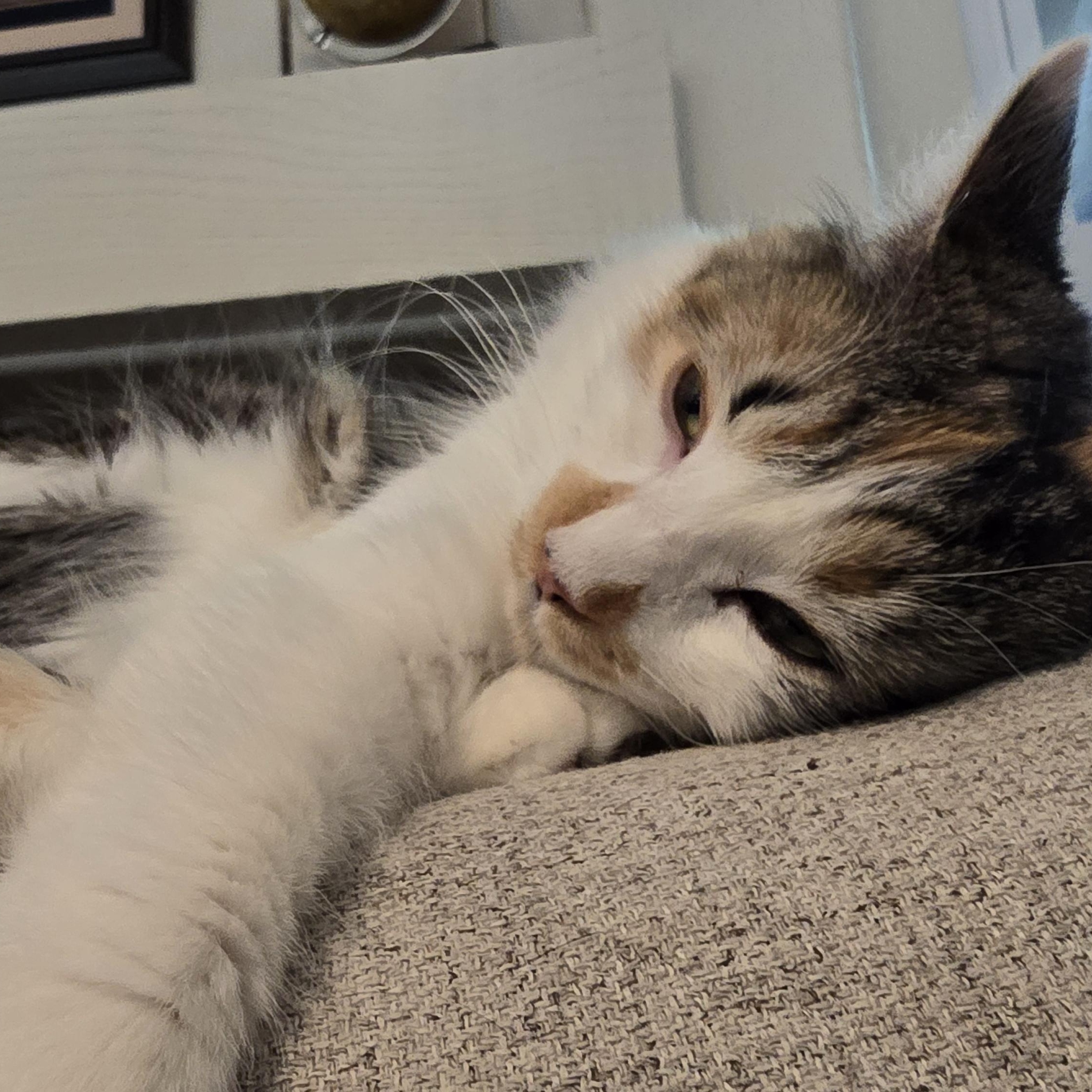 Enlarge CALLIE -  November ONLY 35% Off Adoption Fee & 25+ kittens to choose from!, a Adoptable Calico in PHOENIX, AZ image 2/6