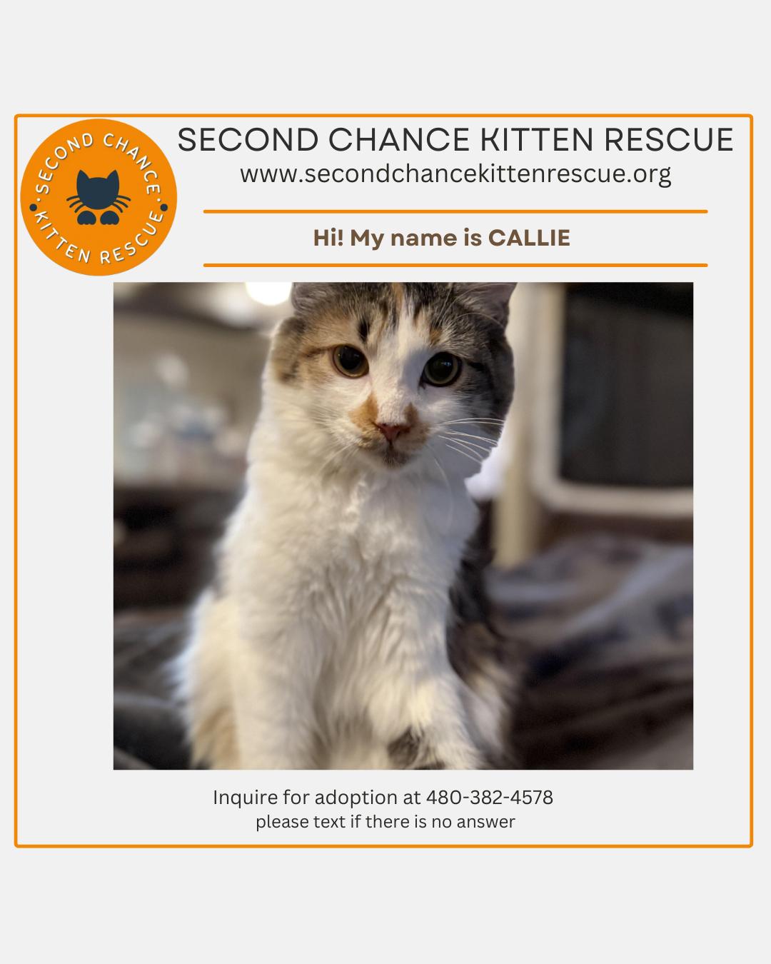 Enlarge CALLIE -  November ONLY 35% Off Adoption Fee & 25+ kittens to choose from!, a Adoptable Calico in PHOENIX, AZ image 3/6