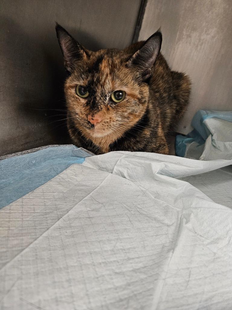 Oakley, Adoptable, Adult Female Domestic Short Hair.