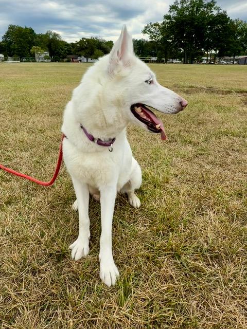 Enlarge Scarlett-BONDED W/RHETT, a Adopted mixed breed in Madison Heights, MI image 4/5