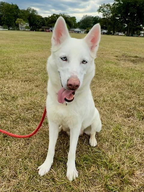 Scarlett-BONDED W/RHETT, Adopted, Adult Female Husky & German Shepherd Dog.