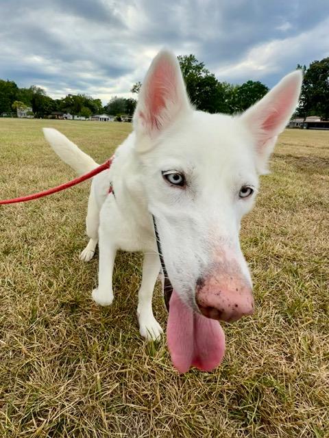 Enlarge Scarlett-BONDED W/RHETT, a Adopted mixed breed in Madison Heights, MI image 3/5