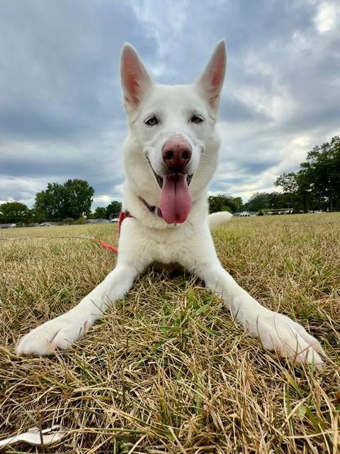 Enlarge Scarlett-BONDED W/RHETT, a Adopted mixed breed in Madison Heights, MI image 2/5
