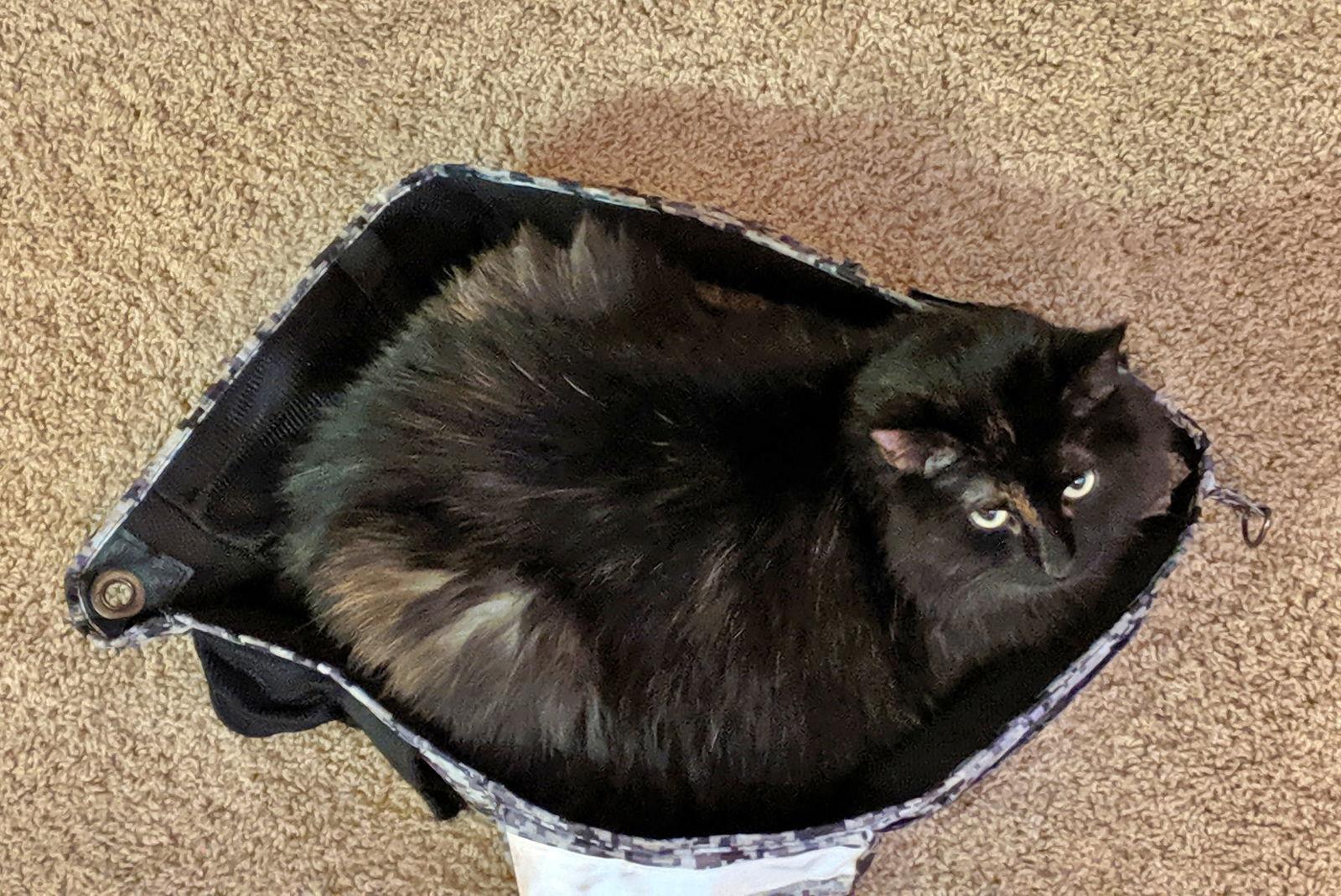 MABEL #1787 - Offered by Owner -Senior In/Out Girl, Adoptable, Senior Female Tortoiseshell & Domestic Medium Hair.