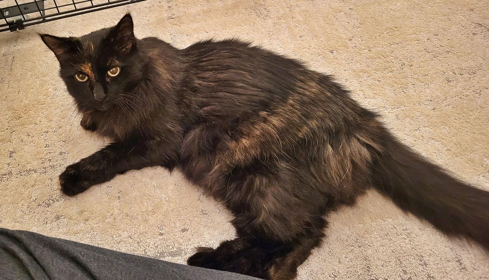 Enlarge MABEL #1787 - Offered by Owner -Senior In/Out Girl, a Adoptable mixed breed in Hillsboro, OR image 2/3