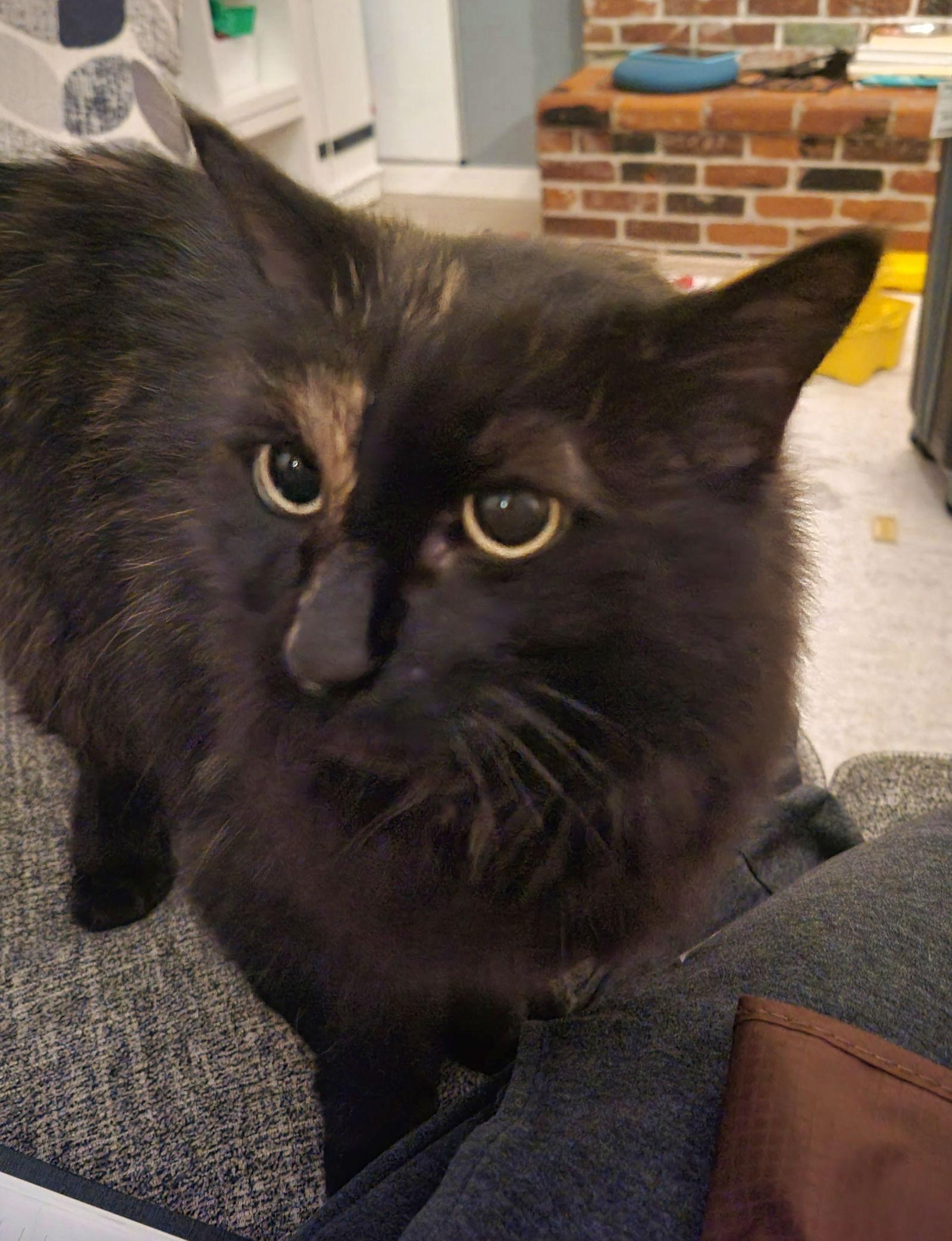 Enlarge MABEL #1787 - Offered by Owner -Senior In/Out Girl, a Adoptable mixed breed in Hillsboro, OR image 3/3