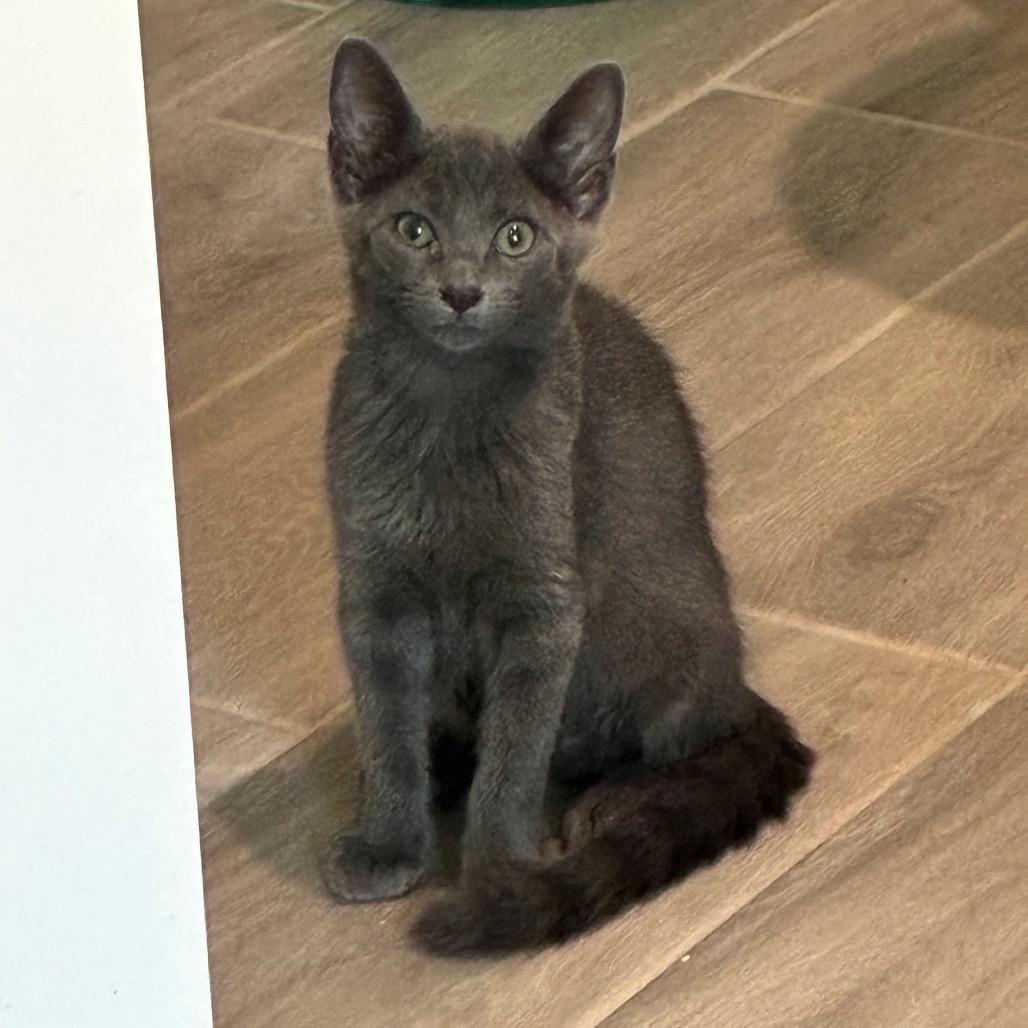Porter 2, Adoptable, Kitten Male Domestic Short Hair.