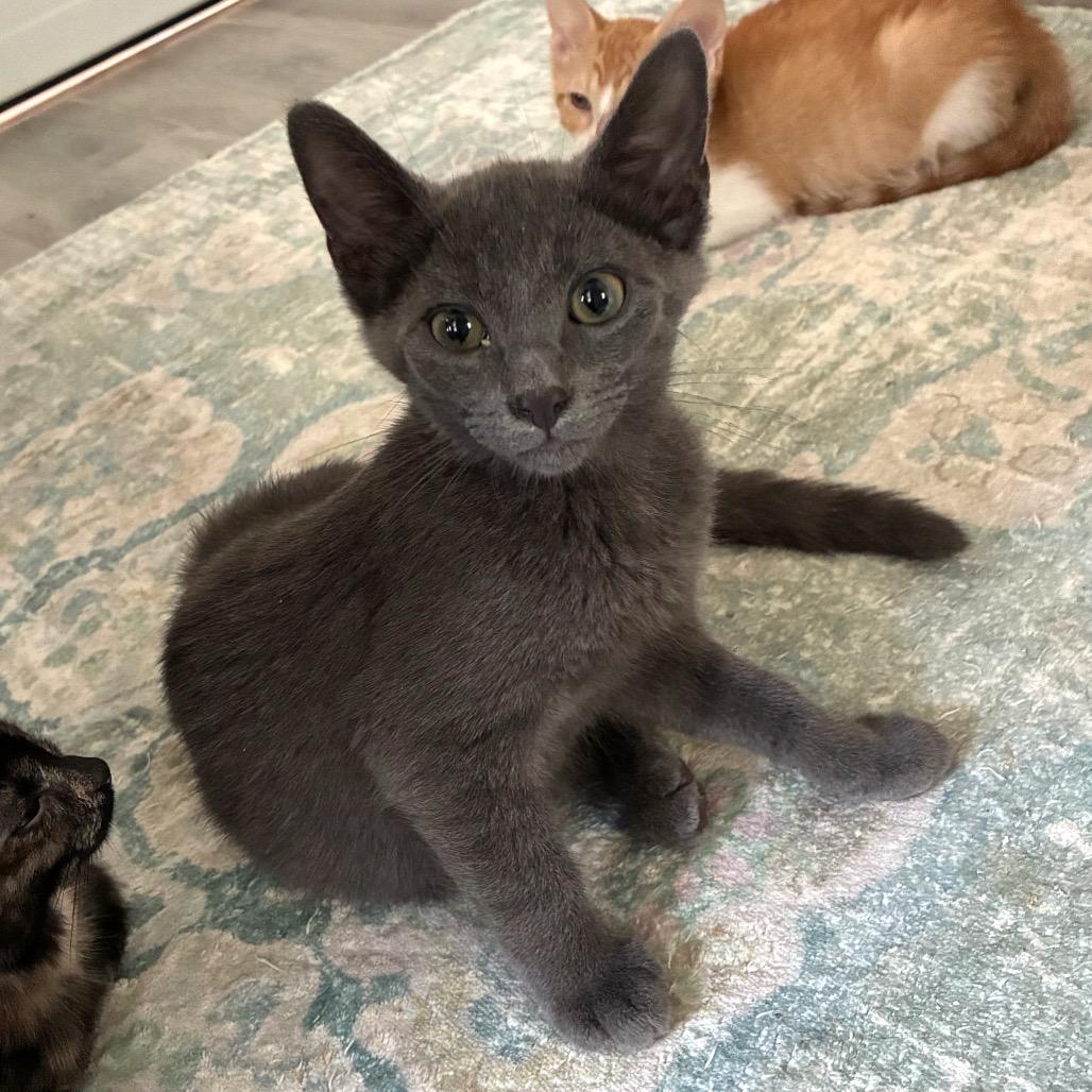 Porter 2, a Adoptable Domestic Short Hair in Bulverde, TX image 2/3