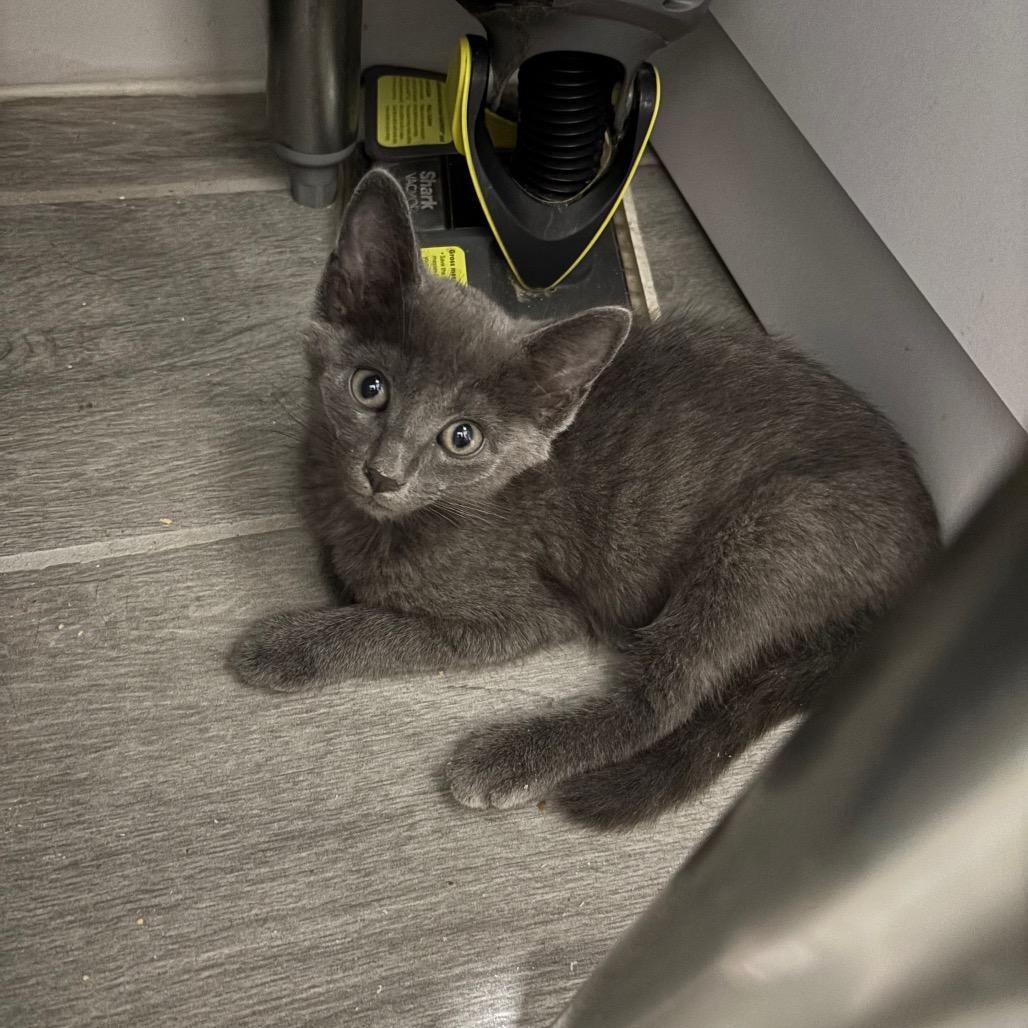 Porter 2, a Adoptable Domestic Short Hair in Bulverde, TX image 3/3