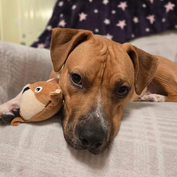 Koda Bear Caddo the Dogs Dog Dream — thumbnail 3