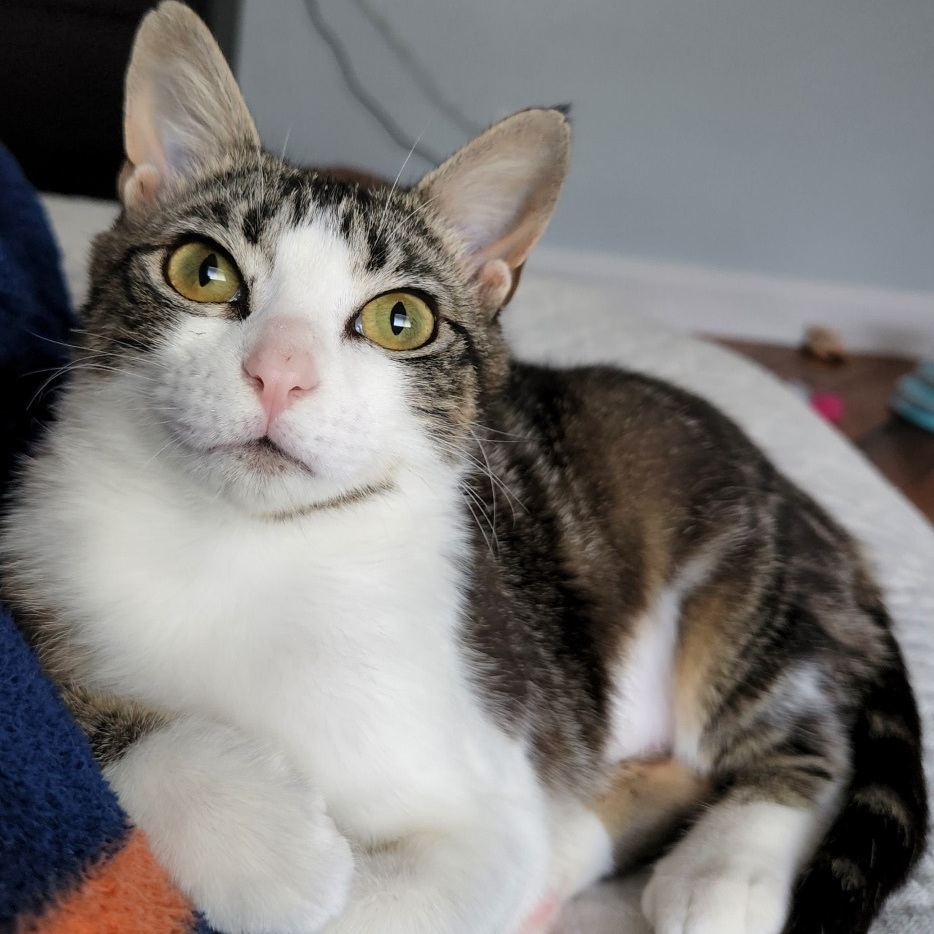 Michaela- would love to be an only kitty
