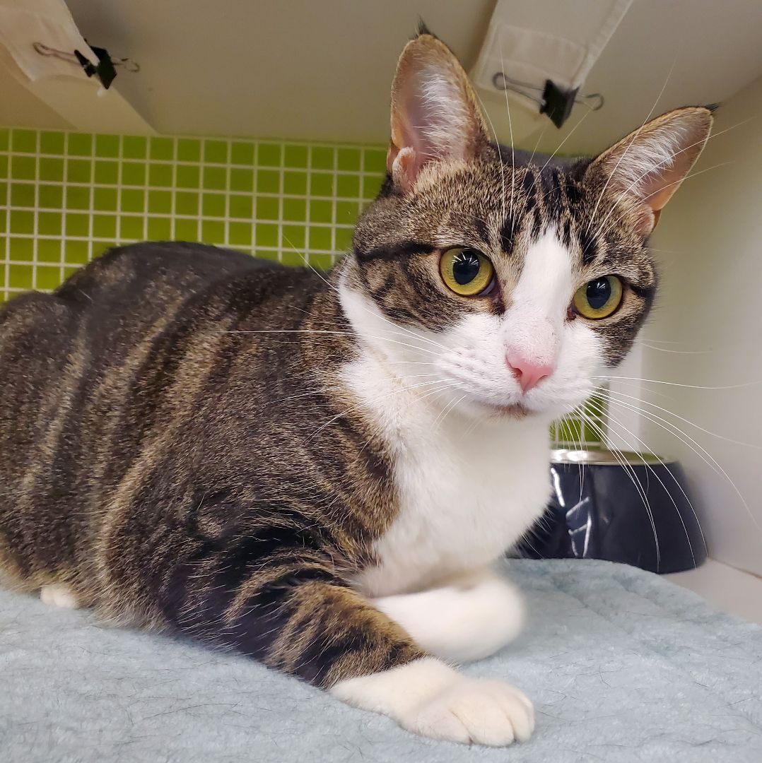 Michaela- would love to be an only kitty photo 2