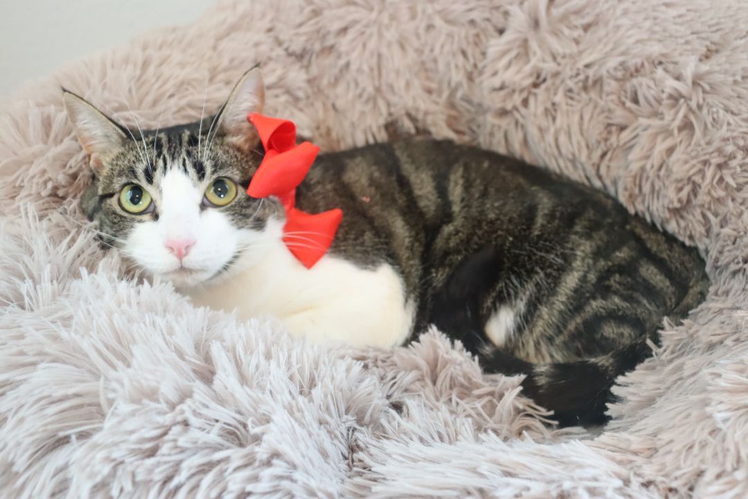 Michaela- would love to be an only kitty photo 3