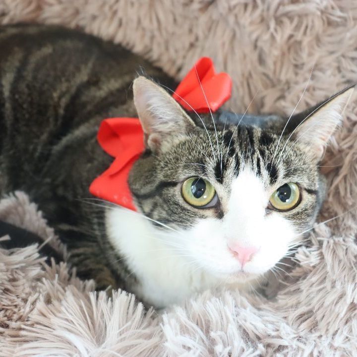 Michaela- would love to be an only kitty photo 4