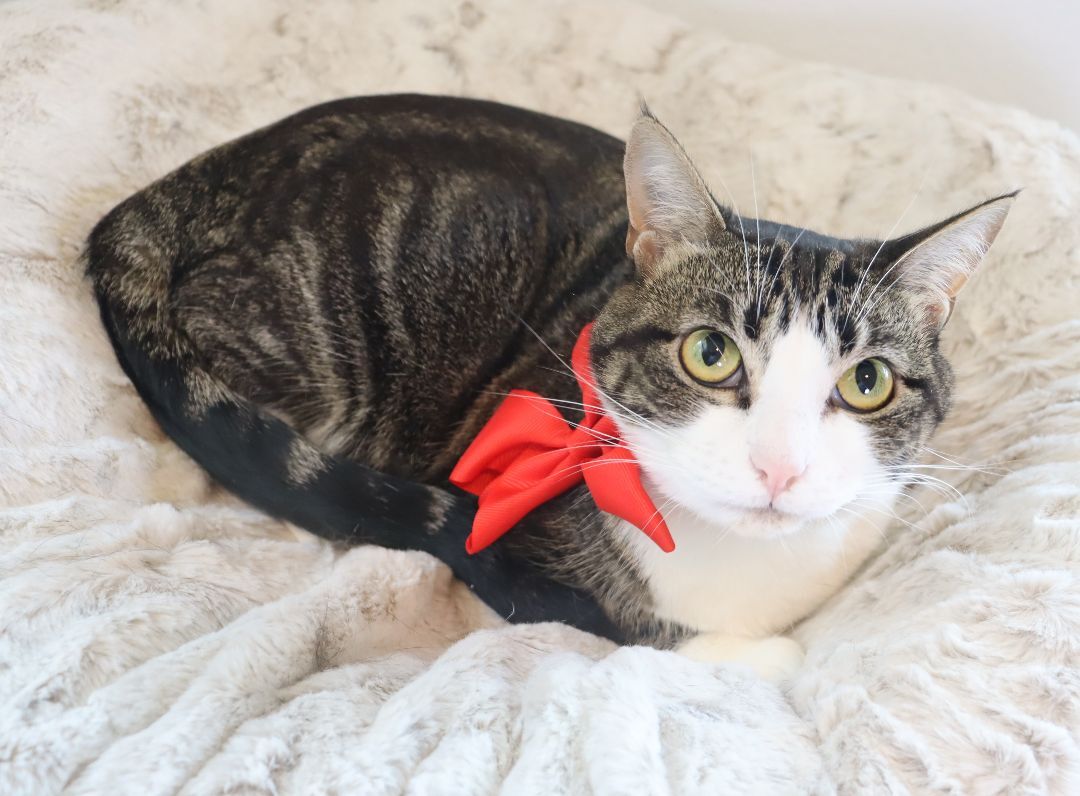 Michaela- would love to be an only kitty photo 5
