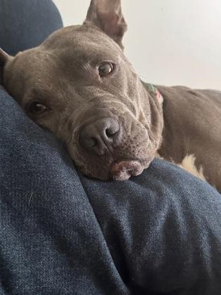 Hazy (in foster), Adoptable, Adult Female Pit Bull Terrier & Mixed Breed.