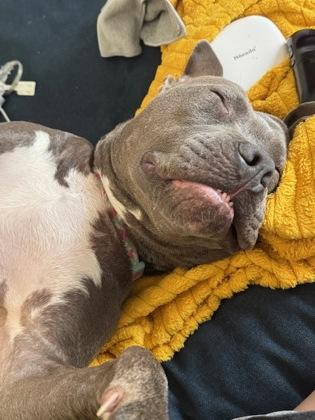 Hazy (in foster), Adoptable, Adult Female Pit Bull Terrier & Mixed Breed.