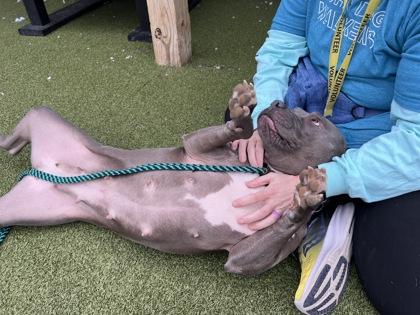 Hazy (in foster), a Adoptable mixed breed in Fishers, IN image 2/3