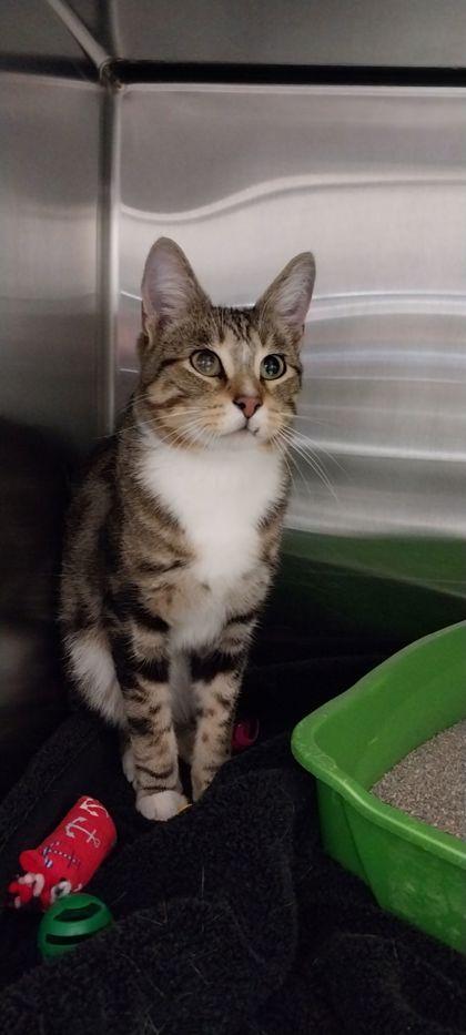 Kit Kat, a Adoptable Domestic Short Hair in Willmar, MN image 1/2