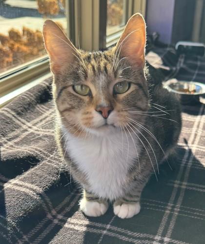 Enlarge Kit Kat, a Adoptable Domestic Short Hair in Willmar, MN image 2/2