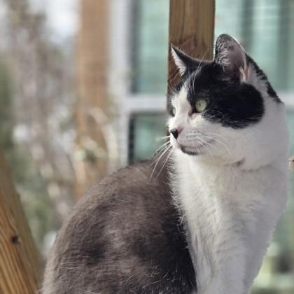 DC, Adoptable, Adult Female Domestic Short Hair & Domestic Short Hair.