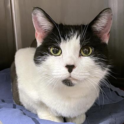 Enlarge DC, a Adoptable mixed breed in Voorhees, NJ image 1/2