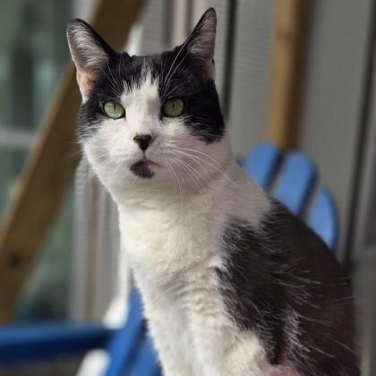 DC, Adoptable, Adult Female Domestic Short Hair & Domestic Short Hair.