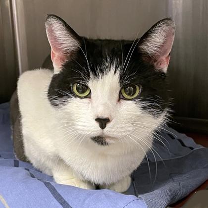 Enlarge DC, a Adoptable mixed breed in Voorhees, NJ image 2/2